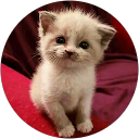 Siti Alifah profile picture
